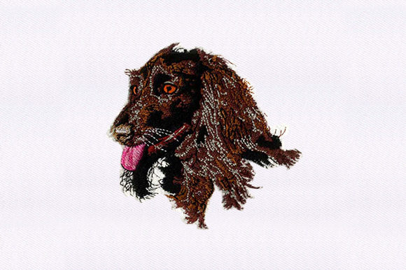 Afghan Hound Face: A Designer’s Real-World Review